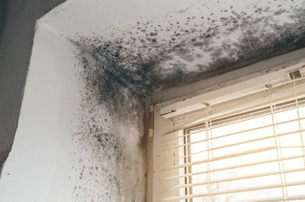 Mold Removal service in Hacksneck